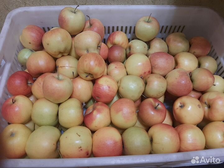 Яблоки дачные Хрен Молочные-кефирные грибки