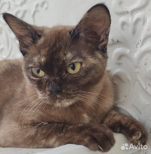 Котята европейской бурмы