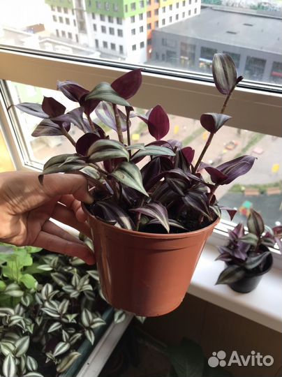 Спатифиллум, комнатные растения