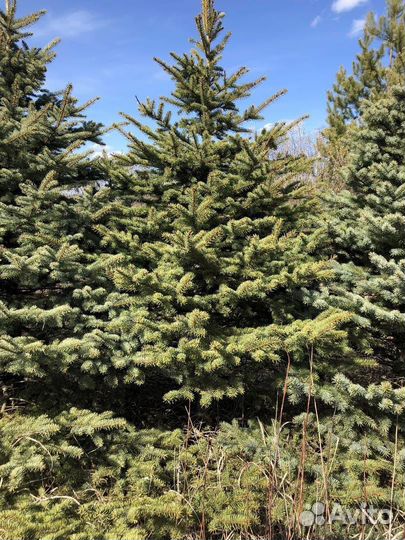 Ель колючая голубая Глаука