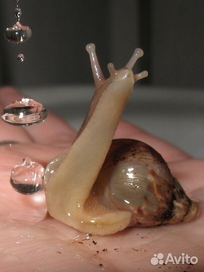 Улитки ахатины