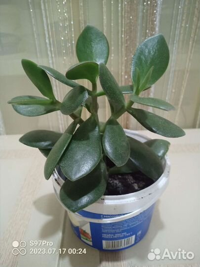 Толстянка (денежное дерево)