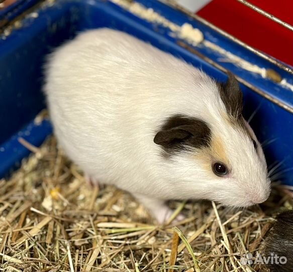 Морские свинки