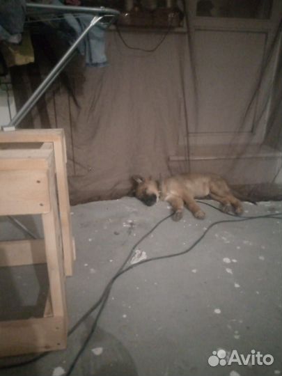 Домашние животные