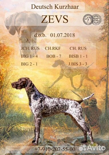 Вязка курцхаар