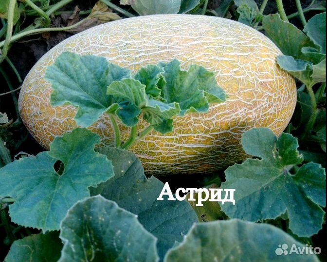 Дыня сладкая раняя Делано семена