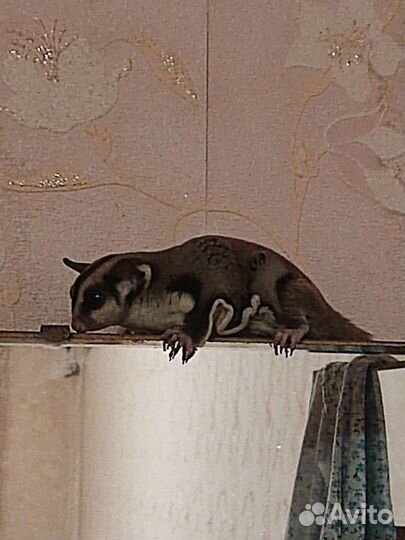 Белка летяга(сах пос)