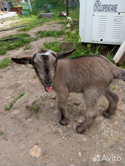 Камерунская карликовая, козы пигмеи
