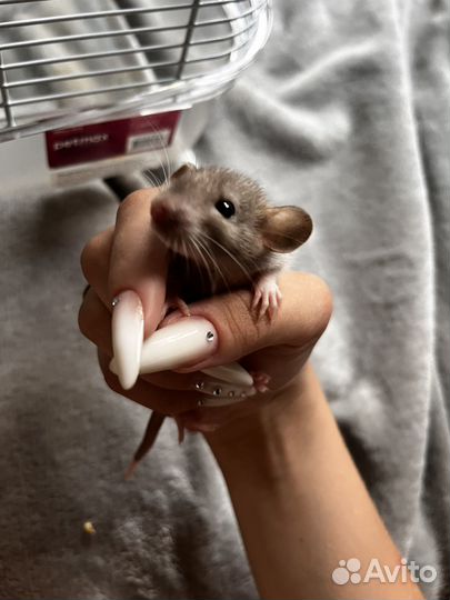 Крыса дамбо бесплатно