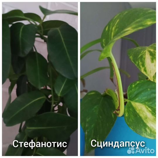 Бегония, хойя