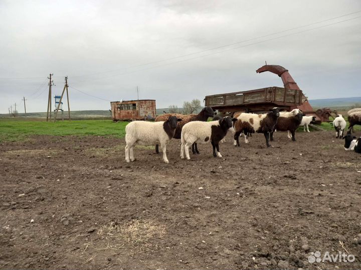 Бараны дорперы