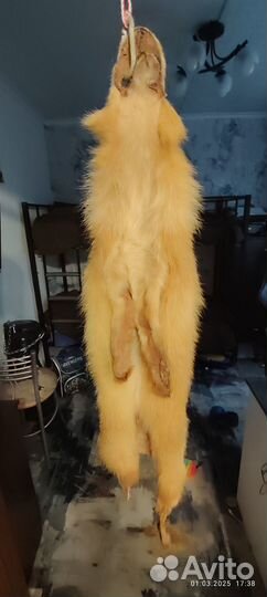 Шкура рыжей лисы