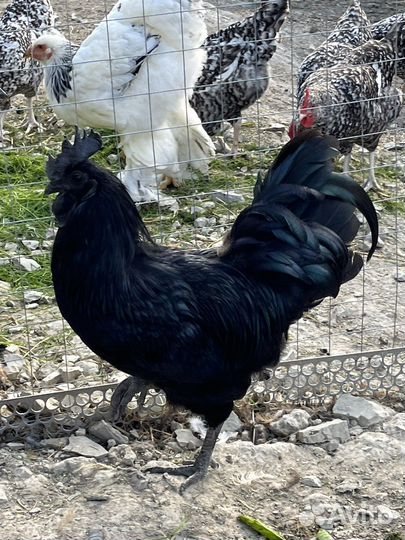 Ухейилюй семья