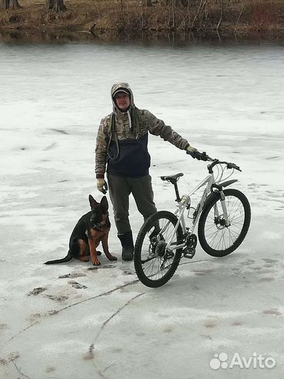 Кобель немецкой овчарки - вязка