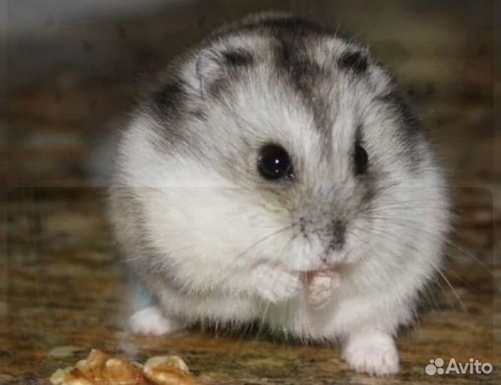 Джунгарский хомяк