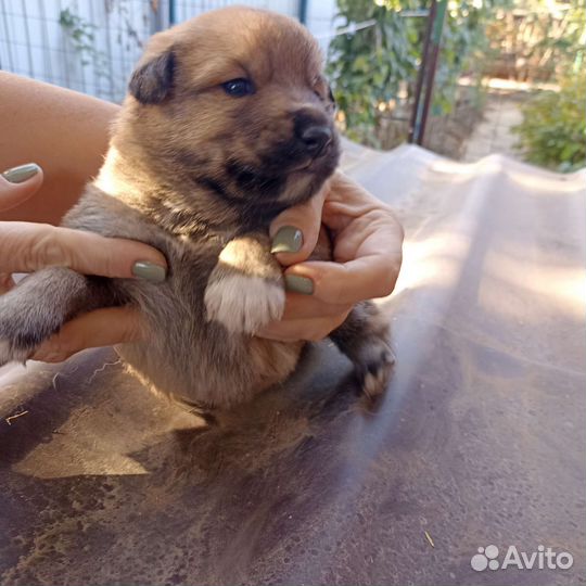 Щенки хаски в добрые руки