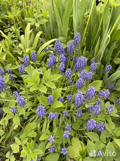 Многолетние цветы для сада