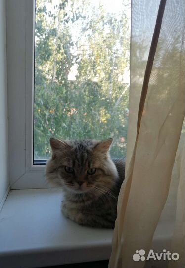 Сибирский кот