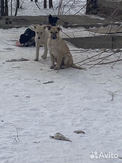 Щенок в добрые руки бесплатно