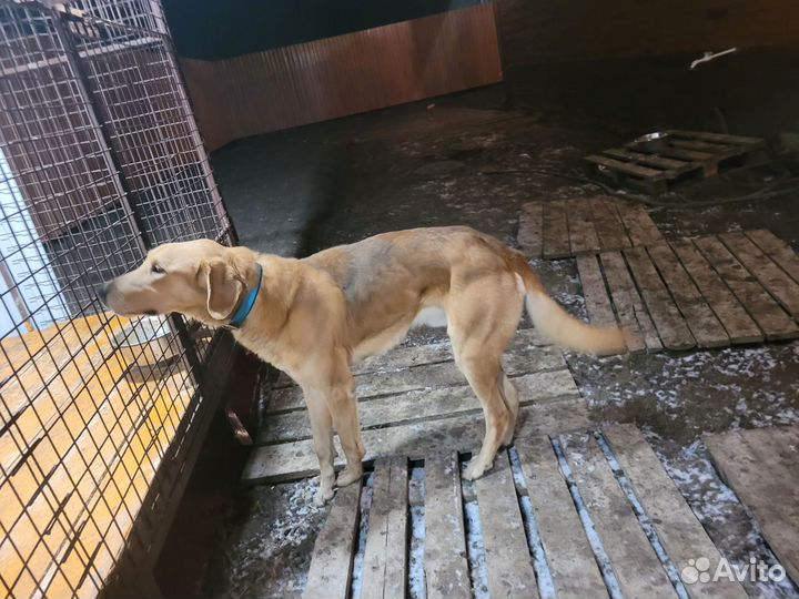 Русская гончая