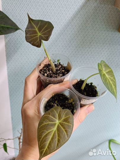 Алоказия Регал Шилдс (детки )