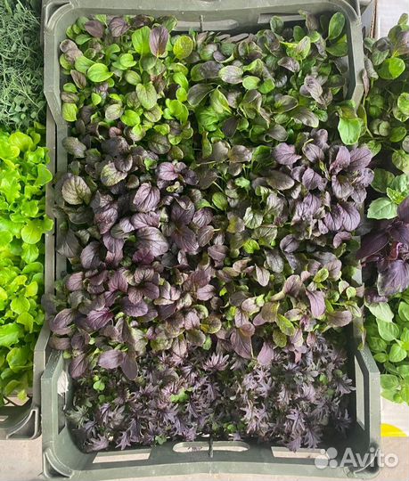 Микрозелень, Бэйби-Лист, Зелень