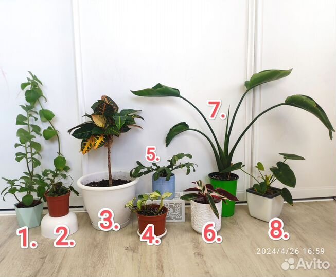 Комнатные растения, цветы