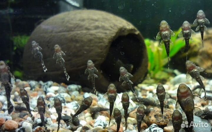 Аквариум на 30 л