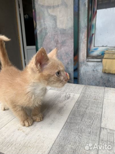 Котик бесплатно