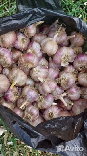 Домашний чеснок