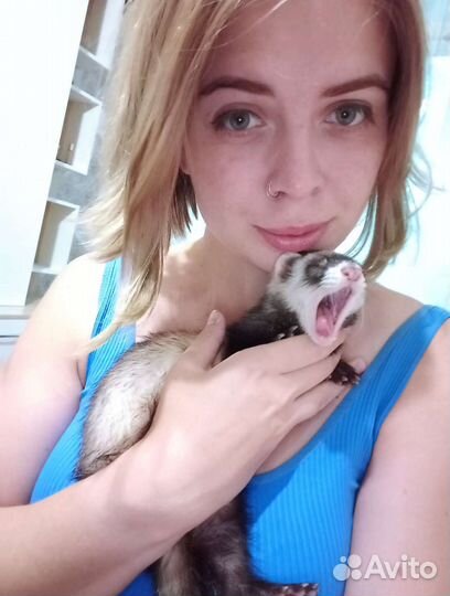 Зооняня, Передержка животных