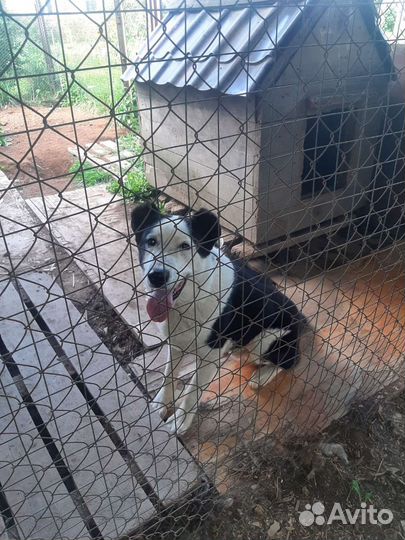 Отдам в добрые руки щенка