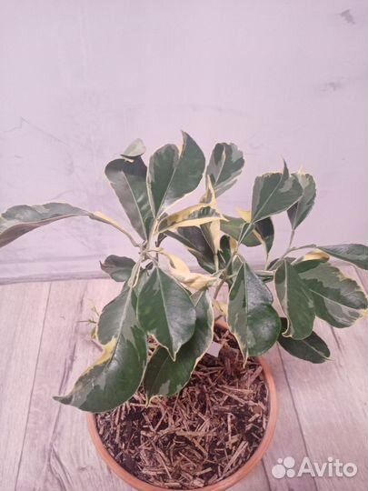 Апельсин Тарокко вариегатный