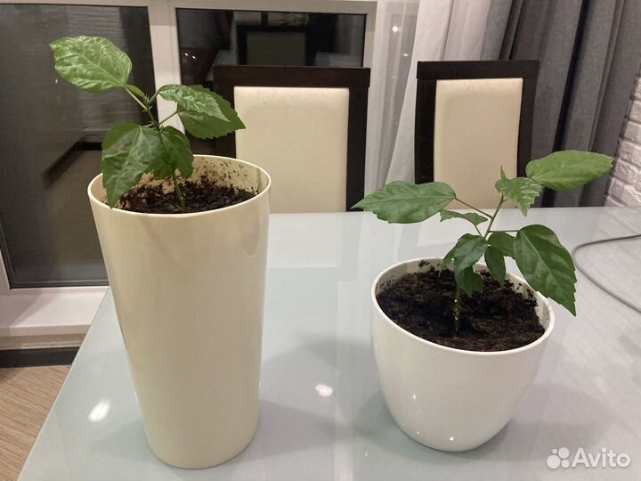 Роза гибискус