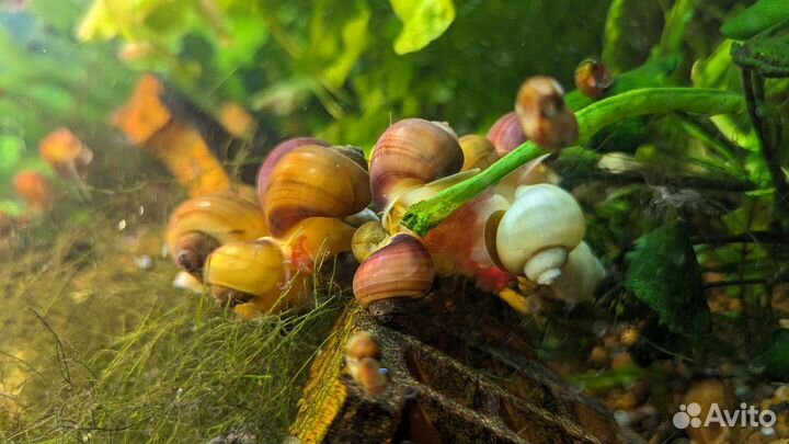 Улитки ампулярии