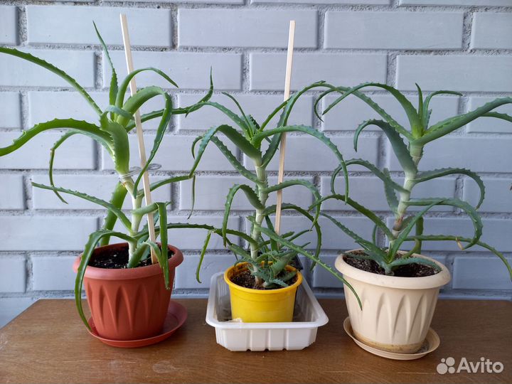 Алоэ (столетник)