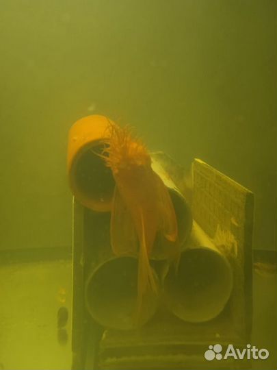 Стурисома, анциструсы супер рэд,скалярии,северумы