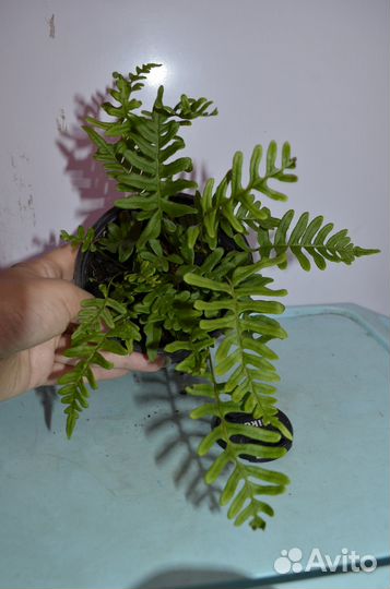 Папоротник многоножка полиподиум