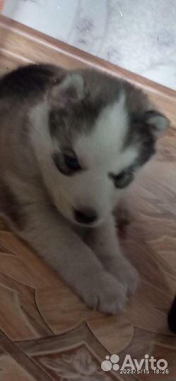 Щенки хаски