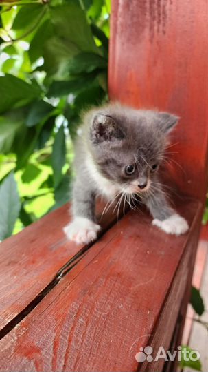 Кошка в дар бесплатно