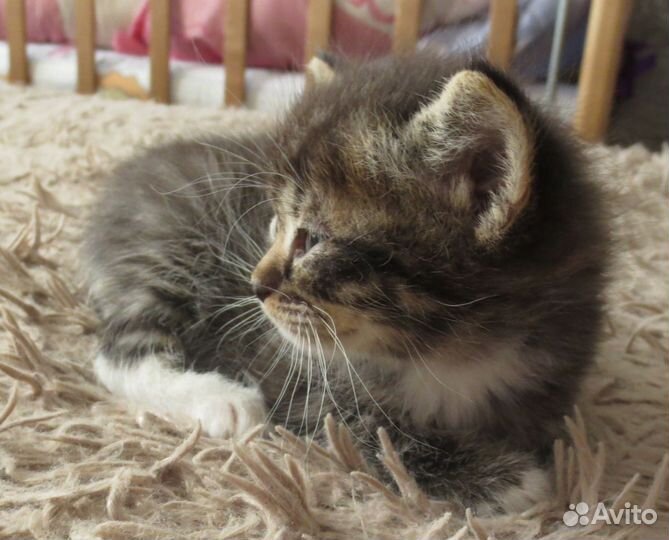 Отдаю котят мальчиков и девочек 1 месяц