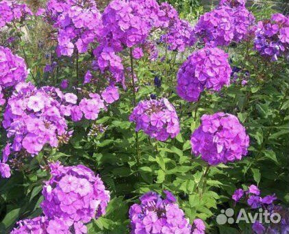 Флоксы многолетние