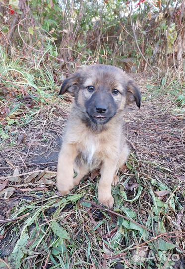 Щенок в добрые руки