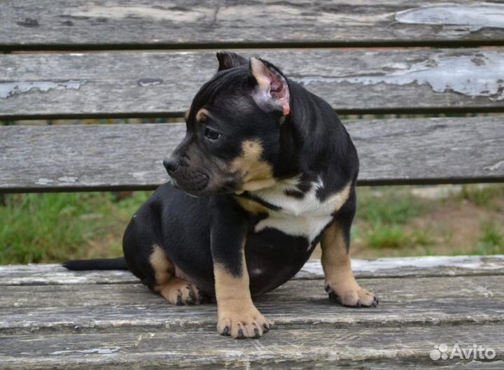 Американский булли покет