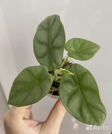 Алоказия сильвер дракон