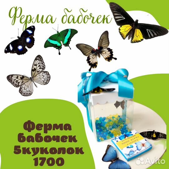 Мини ферма бабочек