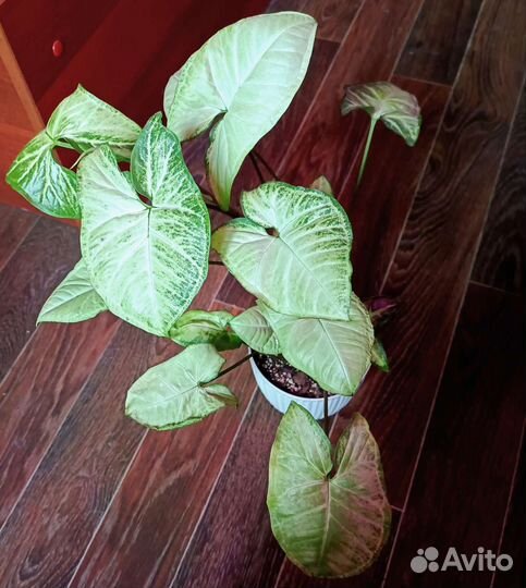 Комнатные растения