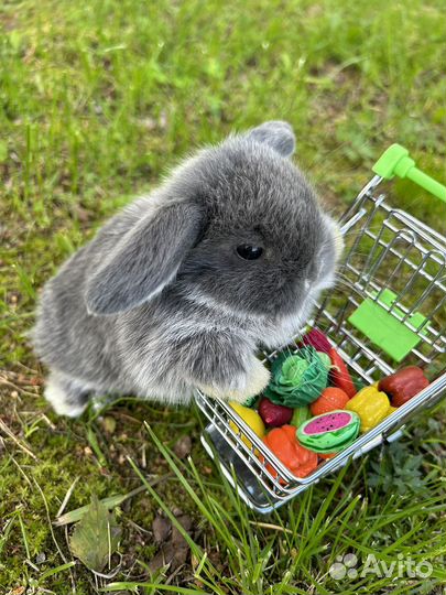 Карликовый вислоухий кролик большой выбор