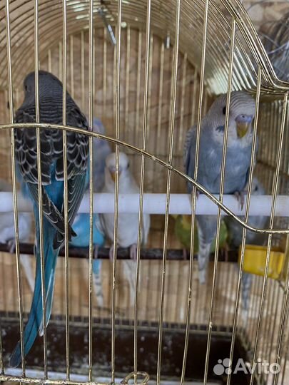 Волнистый попугай 1-2 года оптом