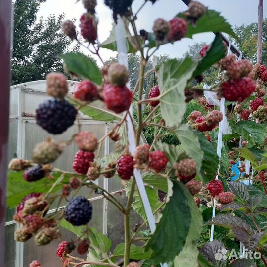 Саженцы ежевики блек мейдик,натчез